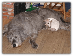 Lily with Irish Wolfhound