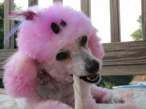 pink poodle