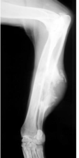 A radiograph of a dog's leg with a cancerous lesion. (Credit: Image courtesy of American Society of Anesthesiologists (ASA))