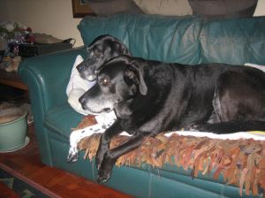 shamus and gracie couching