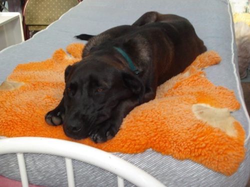 Testing the beds_Kruize