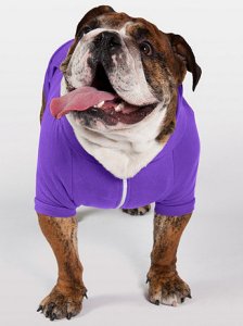 Bulldog in purple fleece