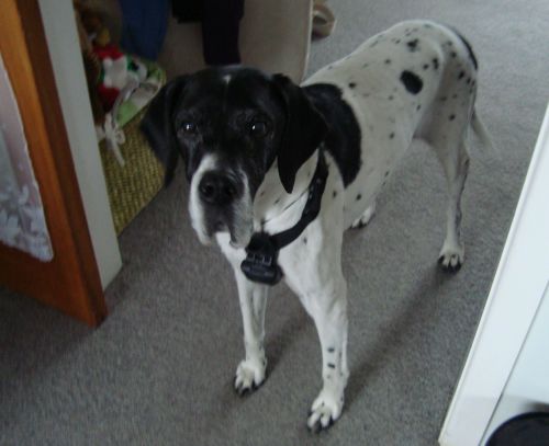 Daisy shows off her PupLight dog collar