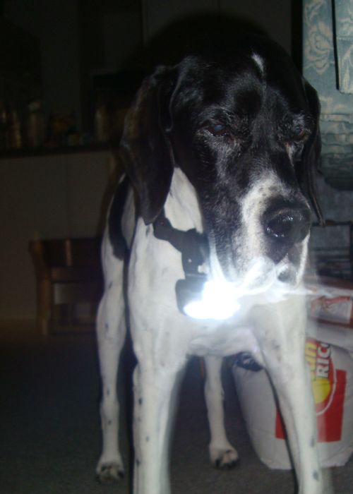 The PupLight's bright light makes it much easier for Daisy to see at night
