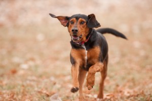 Photo courtesy of Kansas State University