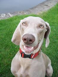 Smiling Weimaraner