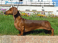 Dachshunds and other short breed dogs may be more difficult to train and control
