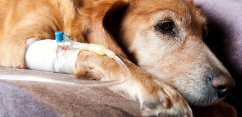 Photo courtesy American Kennel Club Canine Health Foundation, Inc