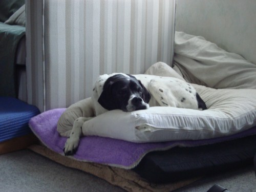 In Daisy's case, she now sleeps on a total of four mattresses, one of which is memory foam and acts as the 'boxed spring' layer.  I call this her Princess and the Pea look.