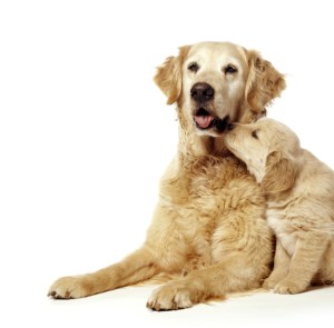 golden-retrievers-fighting-cancer