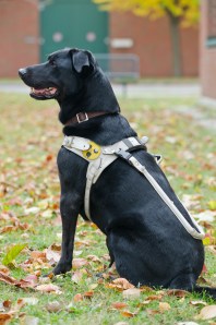 Guide dogs walk under constant tension. A well-fitting harness is extremely important for the animals (Photo: Michael Bernkopf/Vetmeduni Vienna)