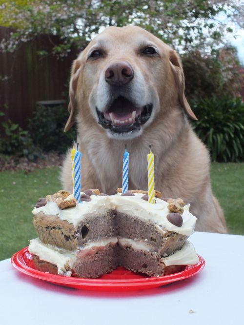 Mr Ted smiling with cake & candles