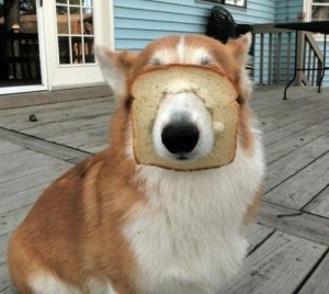 breading dog 2