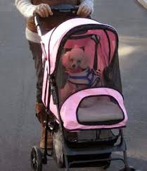 dog in stroller