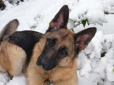 German Shepherd in Snow