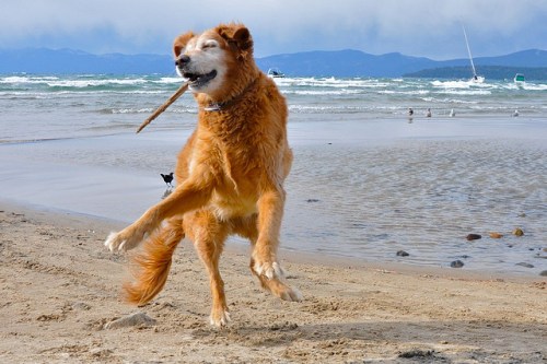 Dancing dog