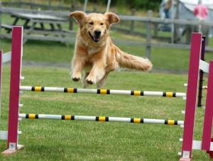 dog agility