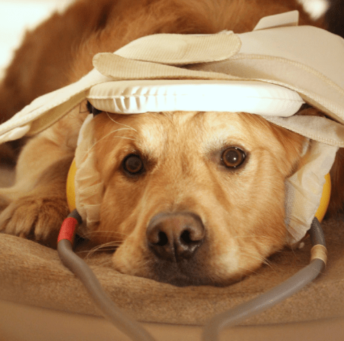 A dog lies still in the fMRI scanner, wearing earphones to pipe in sounds as part of the study. (Photo by Eniko Kubinyi)