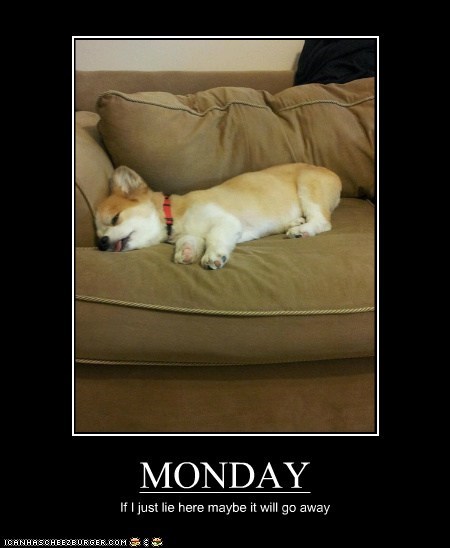 Photo courtesy of ICanHasCheeseburger.com