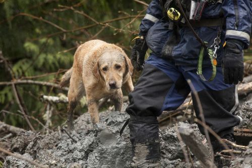 A search dog works at the Oso, Washington mudslide.  Photo by David Ryder, Getty