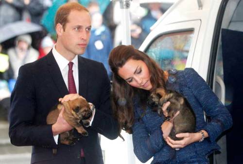 William and Kate cuddle with police dog puppies (photo by Getty)