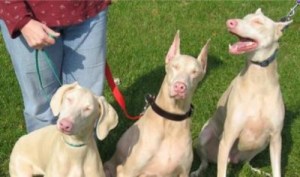 Michigan State University photo