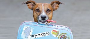 Amtrak pets