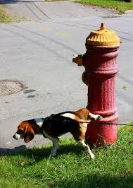 dog and fire hydrant