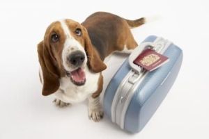 dogs and travel