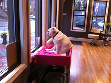 Photo copyright Tips Hair Boston