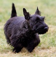 Photo courtesy of the Presidential Pet Museum