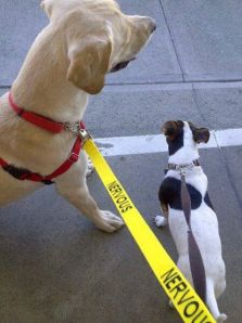 Photo courtesy of The Yellow Dog Project via Facebook