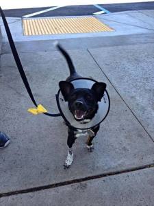 Photo courtesy of The Yellow Dog Project via Facebook