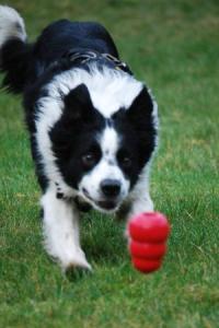Photo by Shay Bracha, Oregon State University