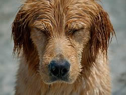 Photo courtesy of Cape Cod Pet Friendly Rentals