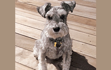 Photo courtesy of Maddie's Fund