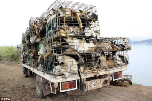 Smugglers kidnap pet dogs as they are easier to catch than strays, and sell the skin to leather manufacturers in China and Vietnam Copyright EPA