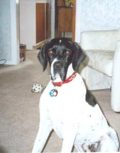 Daisy 'upgraded' to a red collar and I love this photo because it gave a better perspective to her size and conformation 