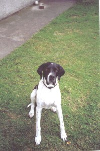 This is one of the first photos I took of Daisy, shortly after adopting her.