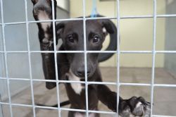 Photo courtesy of Jerry Green Dog Rescue