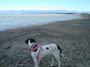 We celebrated our 10th anniversary together by taking a trip to Ruby Bay.  Daisy was so happy during our 5 days there.