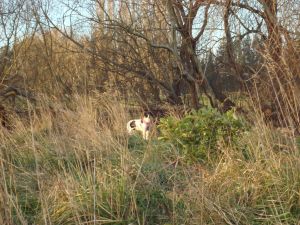 On her 13th birthday, I took Daisy for an off-lead walk at The Groynes as a special treat