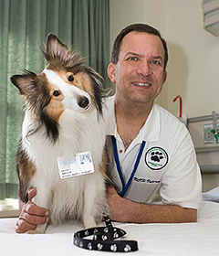 Lazer, a Sheltie, is a Northwest Community Healthcare animal-assisted therapy dog. He is shown with his handler Dr. Don Lang, DVM.