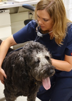 Dr. Shawna Klahn, assistant professor of oncology in the Department of Small Animal Clinical Sciences, performs a checkup on Grayton four weeks after his experimental cancer treatment involving gold nanoparticles and a targeted laser therapy. (photo courtesy of Virginia Tech News)