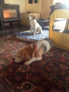 Teddy sleeping with compression bandage