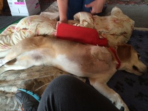 Teddy and his 'hottie'