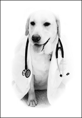 DogDoctor