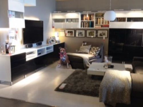 A cardboard cutout of Daisy, an Arizona Humane Society shelter dog, on display at Ikea Tempe (photo by Ikea Tempe)