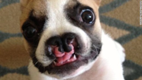 Lentil, a French Bulldog born with cleft lip and palate. Photo by CNN. Read more about Lentil's story here