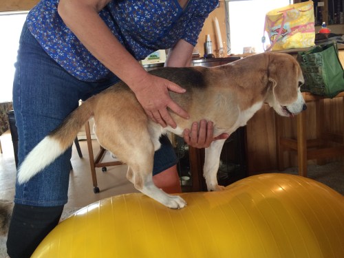 Teddy concentrates as Jill helps him to balance